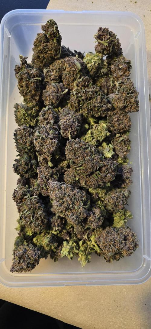 Lemon Cherry Cookies - Second Indoor. Week 9