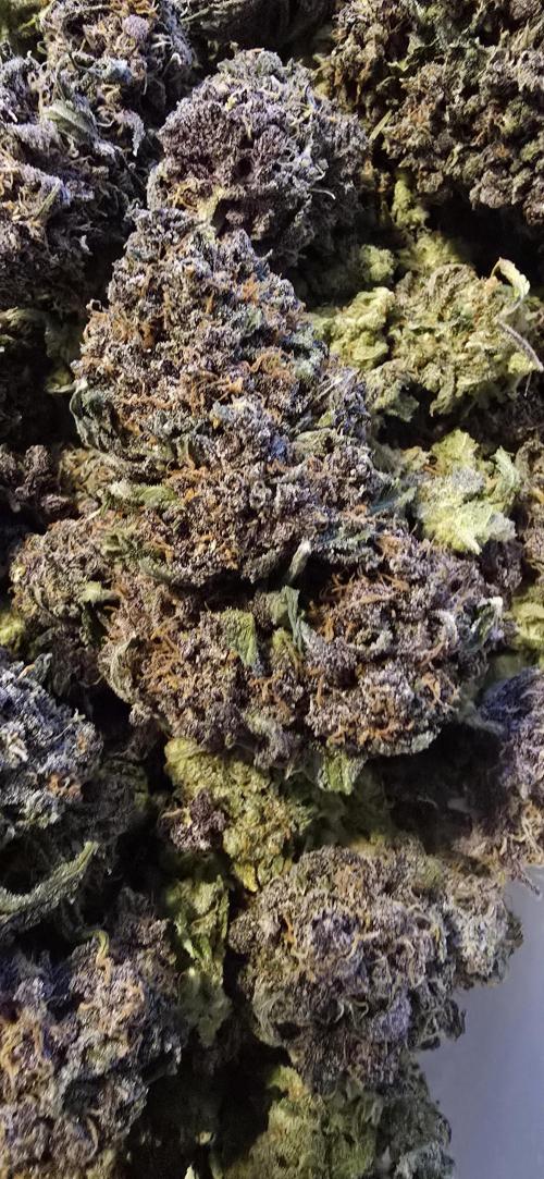 Lemon Cherry Cookies - Second Indoor. Week 9