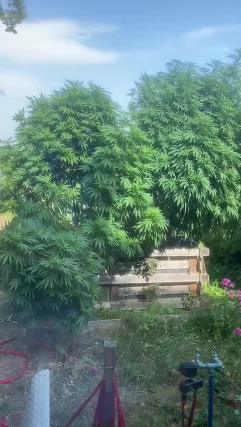 German Summer & Pineapple Poison