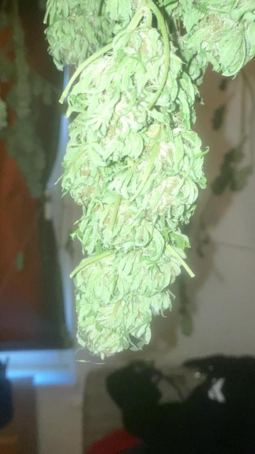 German Summer & Pineapple Poison