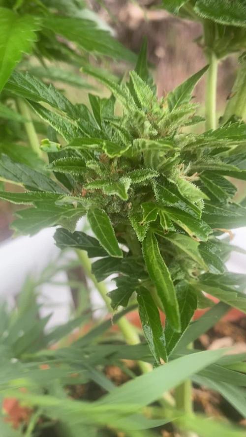 Fiesta Time! Tequila Sunrise by Ganja Farmer is Ready to Shake its Maracas