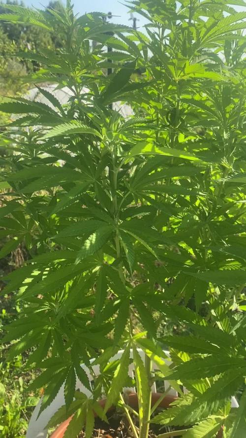 Overdosing Indica - Divine Seeds' Auto Overdose  (A Noir Grow Detective's Log)
