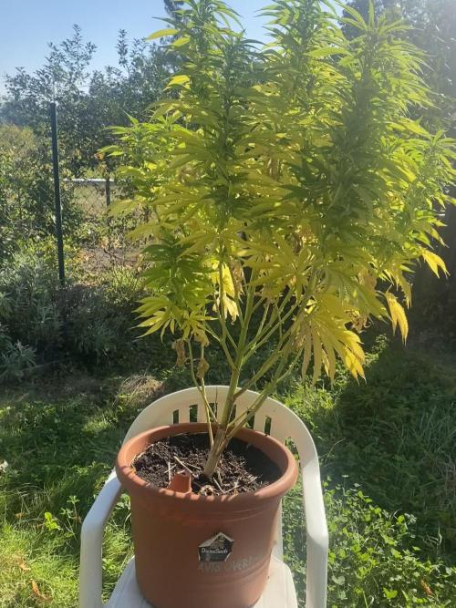 Overdosing Indica - Divine Seeds' Auto Overdose  (A Noir Grow Detective's Log)