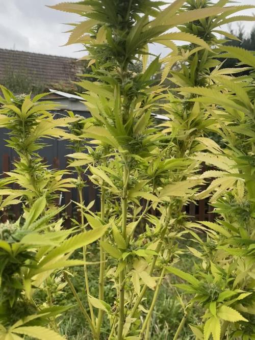Overdosing Indica - Divine Seeds' Auto Overdose  (A Noir Grow Detective's Log)