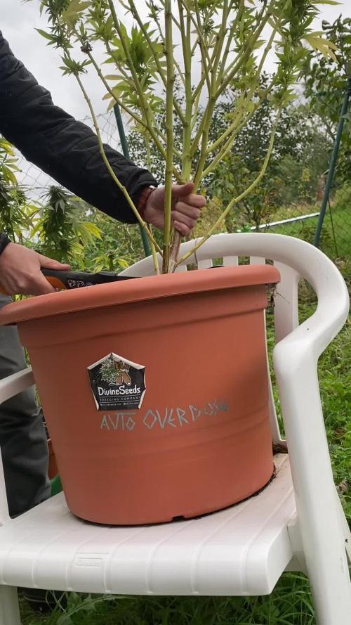 Overdosing Indica - Divine Seeds' Auto Overdose (A Noir Grow Detective's Log)