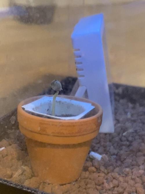 F*CK Menstrual Cramps - Purple CBD Blast