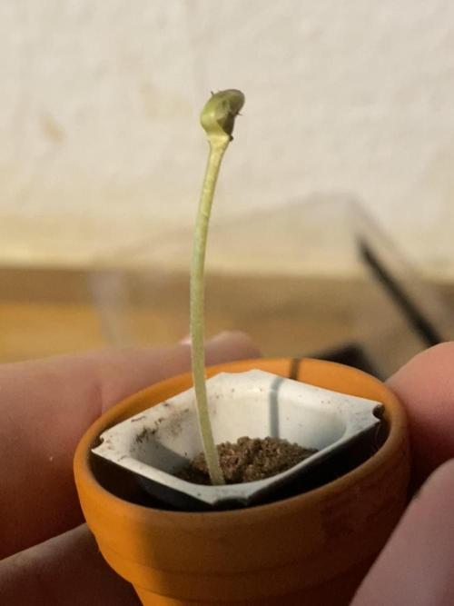 F*CK Menstrual Cramps - Purple CBD Blast