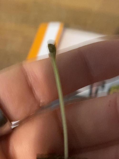 F*CK Menstrual Cramps - Purple CBD Blast