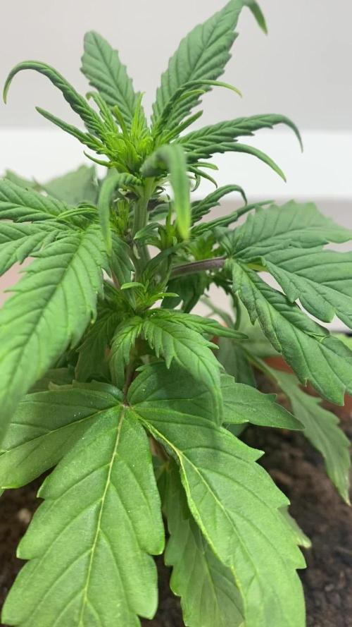 F*CK Menstrual Cramps - Purple CBD Blast