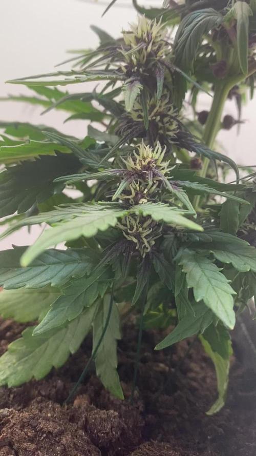 F*CK Menstrual Cramps - Purple CBD Blast