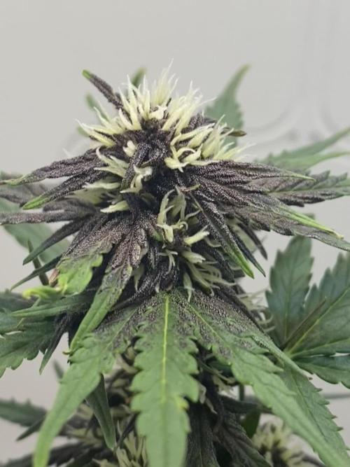 F*CK Menstrual Cramps - Purple CBD Blast