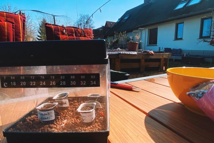 Mimosa Outdoor. Week 0 - The stems are showing 