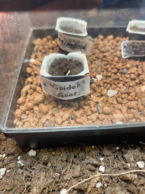 Mimosa Outdoor. Week 0 - After 2 days, the seed started sprouting