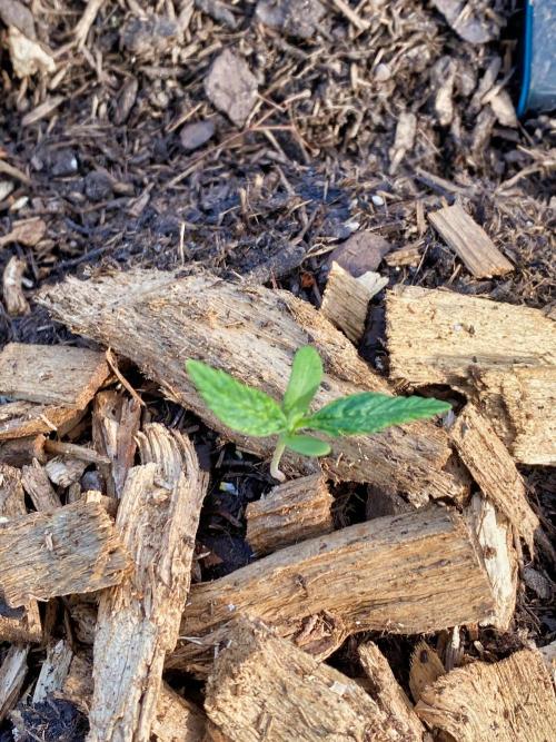 Mimosa Outdoor. Week 1 - starting strong