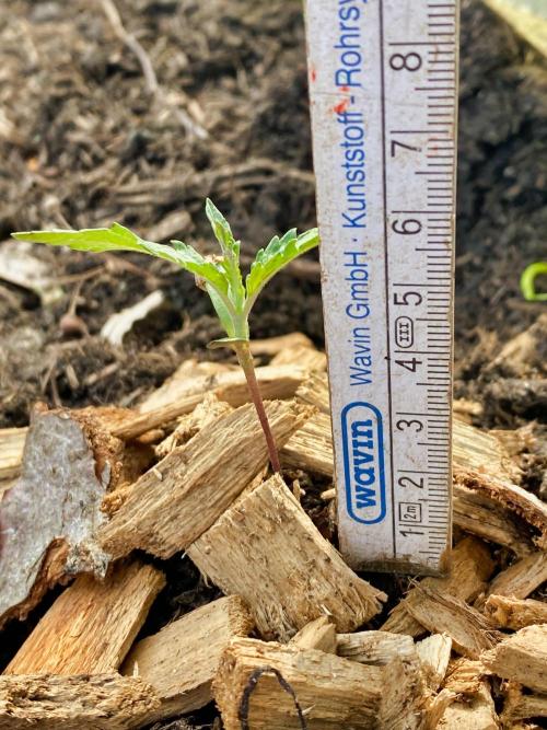 Mimosa Outdoor. Week 2 - stretching by nearly 50%