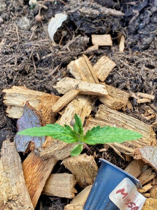 Mimosa Outdoor. Week 2 - first leaves showing