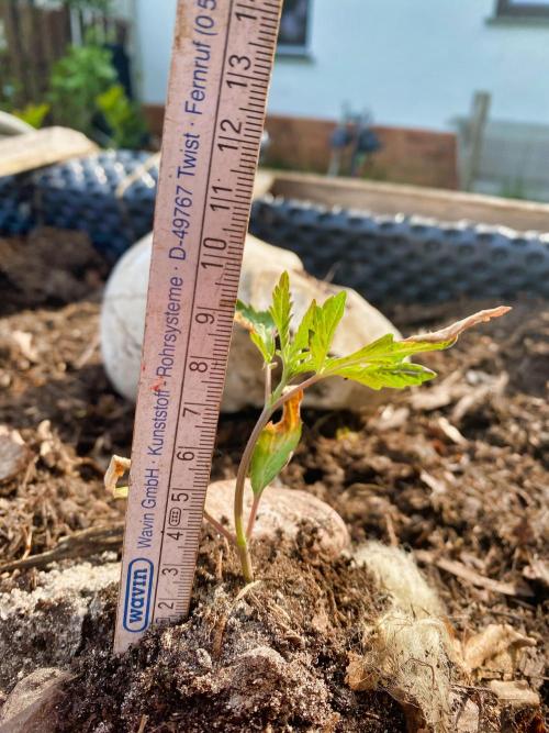 Mimosa Outdoor. Week 3 - stretching slooooowly