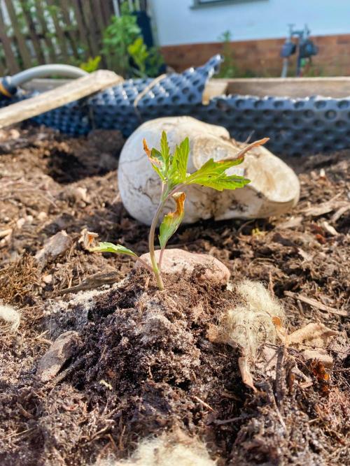 Mimosa Outdoor. Week 3 - looks ragged