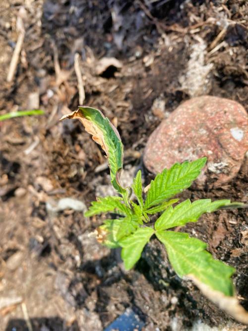 Mimosa Outdoor. Week 3 - burnt leave tips, this soil is very nutrient rich