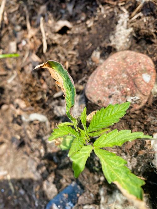 Mimosa Outdoor. Week 3 - burnt