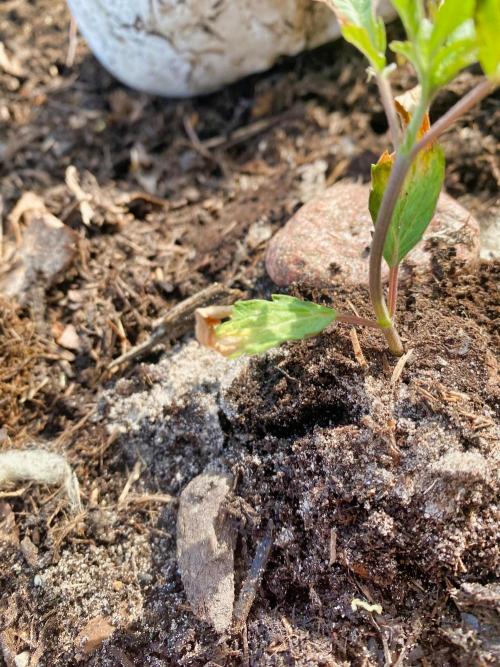 Mimosa Outdoor. Week 3 - looks healthy though