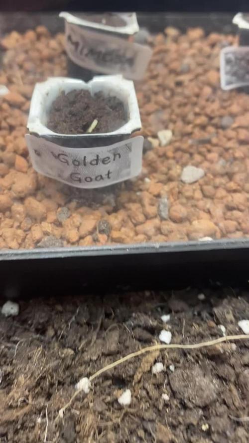 Golden Goat Outdoor