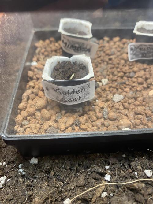 Golden Goat - German Outdoor. Week 0