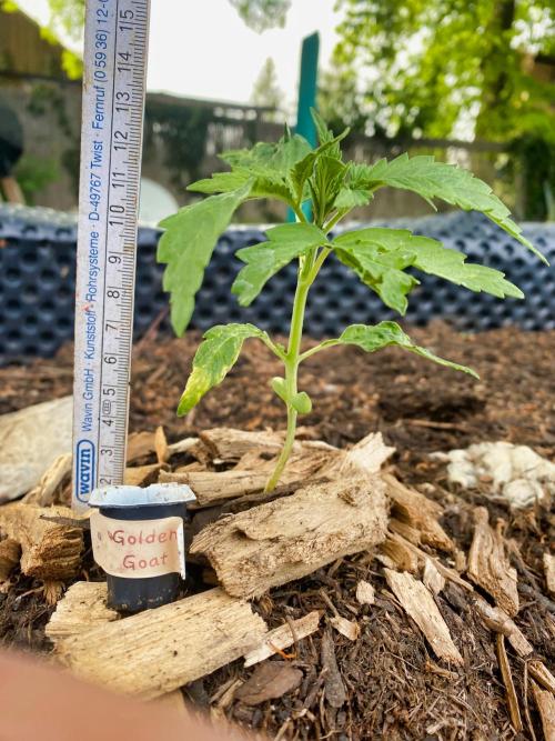 Golden Goat Outdoor. Week 3 - She doubled!