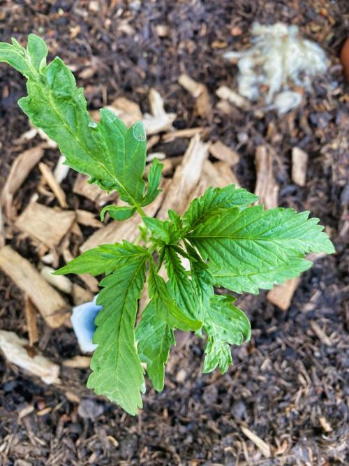 Golden Goat Outdoor. Week 3 - you can see the leaves hat grew against the cone