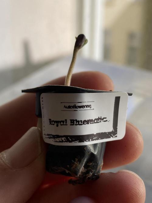 Royal Bluematic Outdoor Germany. Week 0