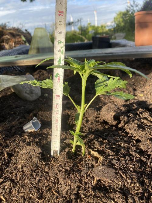 Golden Goat Outdoor. Week 4