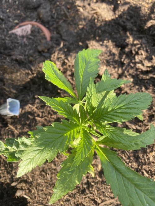 Golden Goat Outdoor. Week 4