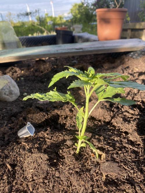 Golden Goat Outdoor. Week 4