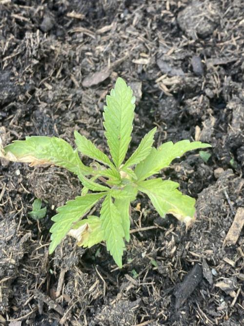 Mimosa Outdoor. Week 4
