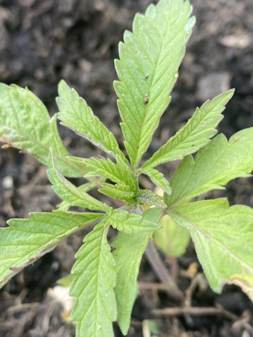 Mimosa Outdoor. Week 4