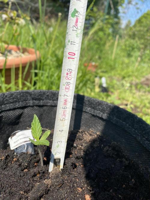 Royal Bluematic Outdoor Germany. Week 1