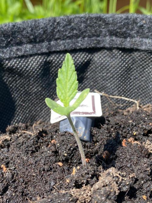Royal Bluematic Outdoor Germany. Week 1