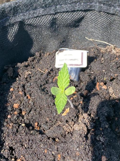 Royal Bluematic Outdoor Germany. Week 1
