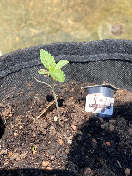 Blue Gelato 41 Outdoor Germany. Week 1