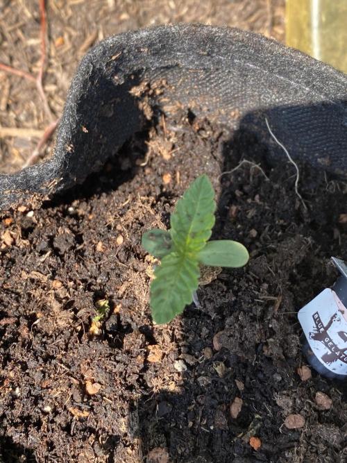 Blue Gelato 41 Outdoor Germany. Week 1