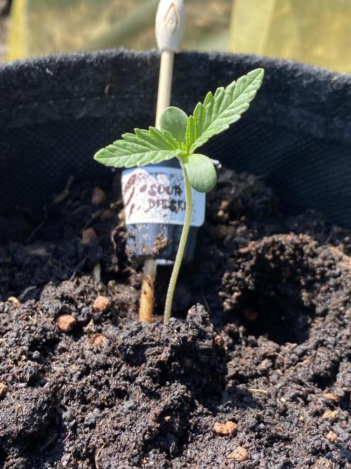 Sour Diesel Outdoor Germany. Week 1
