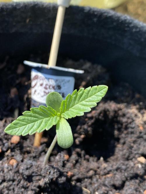 Sour Diesel Outdoor Germany. Week 1