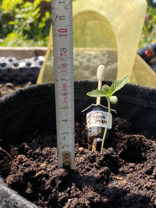 Sour Diesel Outdoor Germany. Week 1
