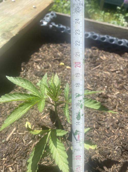 Mimosa Outdoor. Week 5