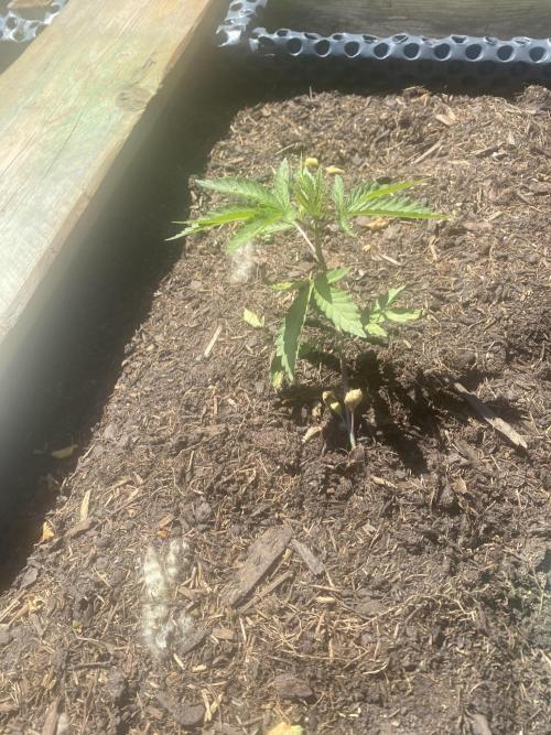 Mimosa Outdoor. Week 5