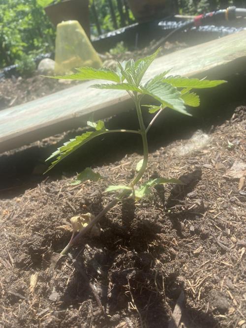 Mimosa Outdoor. Week 5