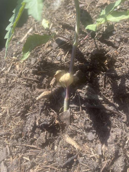 Mimosa Outdoor. Week 5
