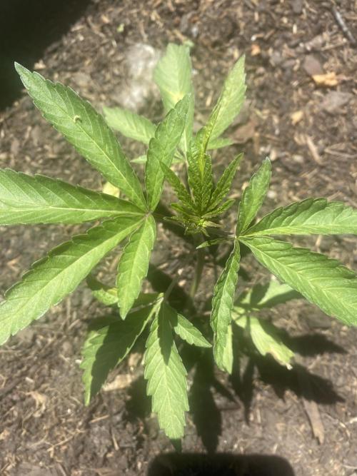 Mimosa Outdoor. Week 5