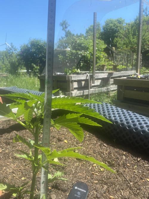 Golden Goat Outdoor. Week 5