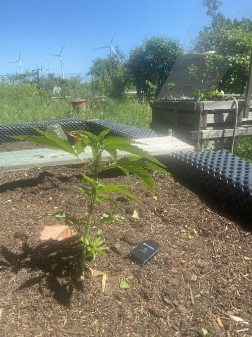 Golden Goat Outdoor. Week 5
